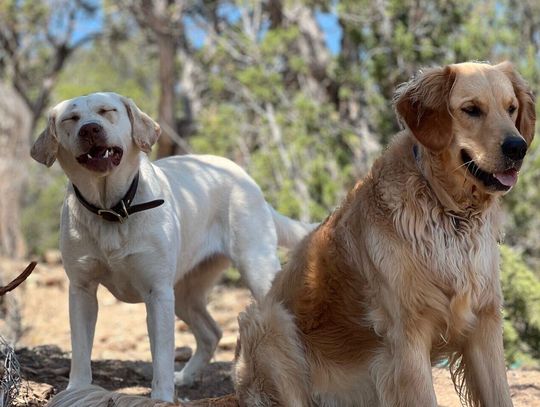 Ask A Local Business: Melissa Rice, owner of Best Paw Forward