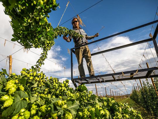 Billy Goat Hop Farm, winner of two Cascade Cup awards, is getting ready for hops season