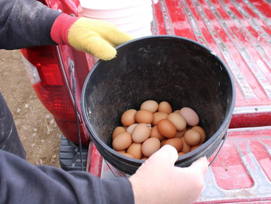 Egg shortage has caused high supermarket prices, but demand is high for a local producer
