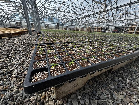 Typhoon Farma doubles floral hemp farming  footprint in 2025, looks for big return