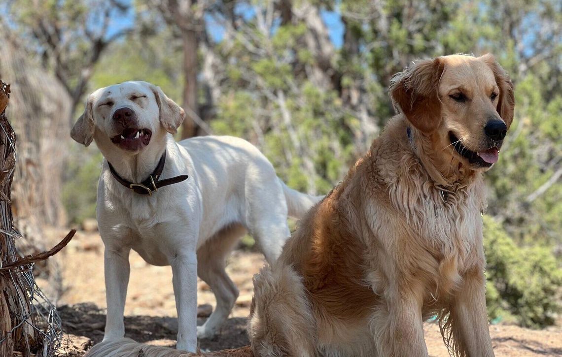 Ask A Local Business: Melissa Rice, owner of Best Paw Forward