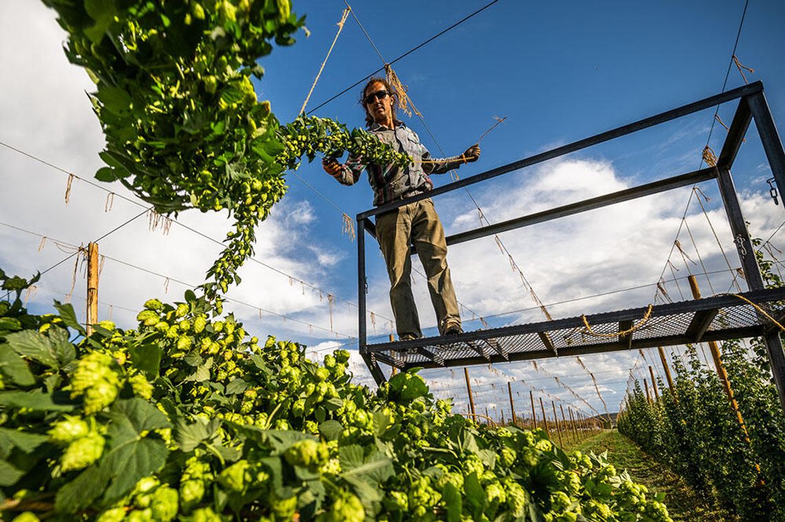 Billy Goat Hop Farm, winner of two Cascade Cup awards, is getting ready for hops season