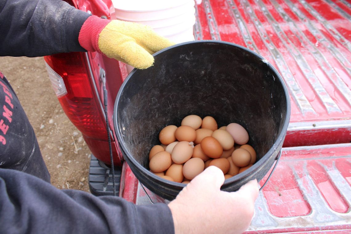Egg shortage has caused high supermarket prices, but demand is high for a local producer