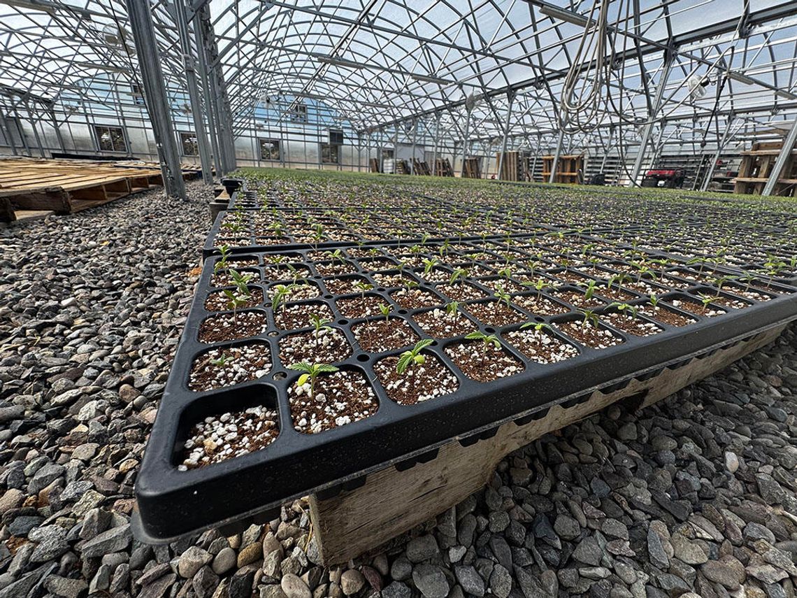 Typhoon Farma doubles floral hemp farming  footprint in 2025, looks for big return